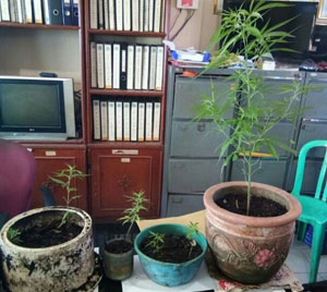 Tanam Ganja Dalam Pot, Warga Tembilahan Ditangkap Polisi